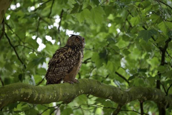 Eurasian eagle-owl (Bubo bubo), adult male, sitting in a tree, Ewald colliery, Herten, Ruhr area,