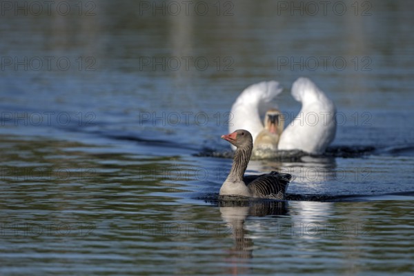 Greylag goose (Anser anser) and mute swan (Cygnus olor), greylag goose being chased by a