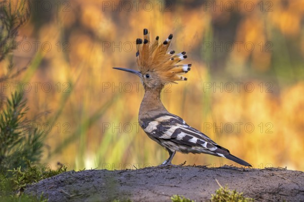 Hoopoe (Upupa epops) Bird of the Year 2022, raised bonnet, feeding the young bird, golden hour,