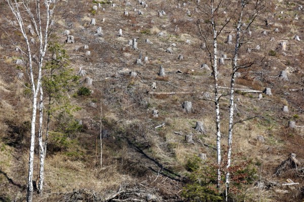 Deforested trees on the banks of the Granetal dam, Langelsheim, 07 04 2023