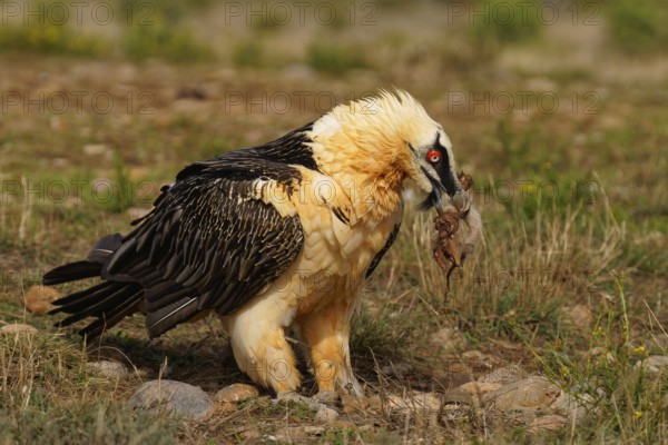 Old bearded vulture (Gypaetus barbatus), sheep hoof, fur remains, Catalonia, Pyrenees, Spain,