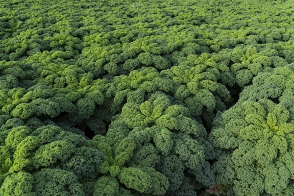 Kale field, growing area in the south of Düsseldorf, Volmerswerth district, on the Rhine, North