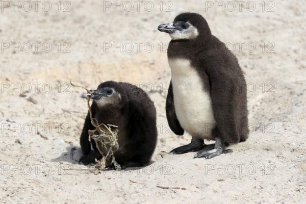 African penguin (Spheniscus demersus), two juveniles, Boulders Beach, Simonstown, Western Cape,