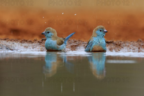 Angolan butterfly finch (Uraeginthus angolensis), blue-eared butterfly finch, adult, two birds, at