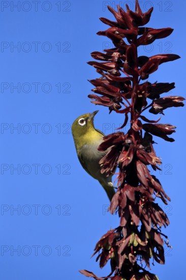 Cape White-eye (Zosterops virens), Oranje White-eye, adult, foraging, on giant honey flower