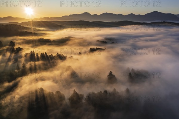 Aerial view of trees in fog in front of mountains, sunrise, summer, view of Benediktenwand and