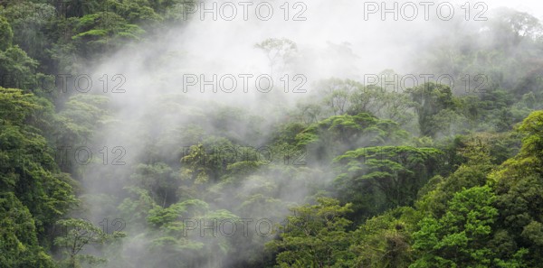 Fog drifts through the rainforest, treetops in the dense forest, mountain rainforest, Alajuela