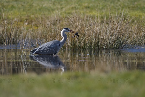 Grey heron (Ardea cinerea), hunting, with captured Common Frog, rz, Dingdener Heide nature reserve,