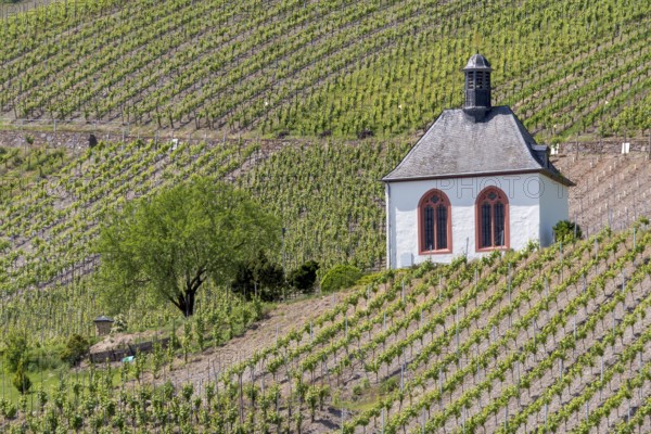 Kesselstatt Chapel in the vineyards near Kröv, burial chapel, Moselle, Rhineland-Palatinate,