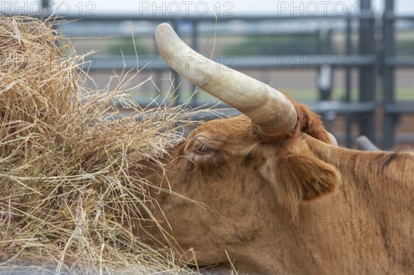 Oklahoma City, Oklahoma, Livestock used in the Great Plains Rodeo, an annual gay rodeo that