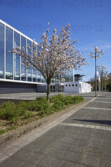 Blossoming cherry tree (Prunus) in front of the Musiktheater im Revier against blue sky in