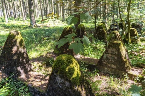 Remains of the former Westwall, anti-tank barriers, on the border with Belgium, in a forest near