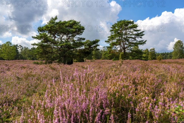 Heather blossom of the heather, in the Büsenbach valley, Lüneburg Heath nature reserve, Lower