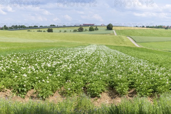 Flowering potato field, Baden-Württemberg, Germany, Europe