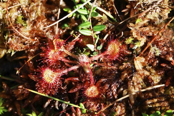 Sundew, Murnauer moss, August, Bavaria, Germany, Europe