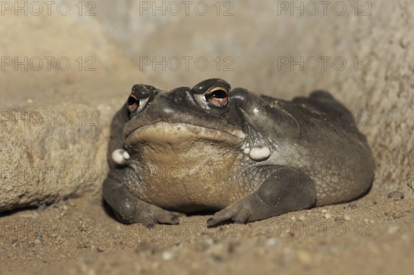 Colorado toad or Sonora desert toad (Incilius alvarius. Bufo alvarius), captive, occurrence in