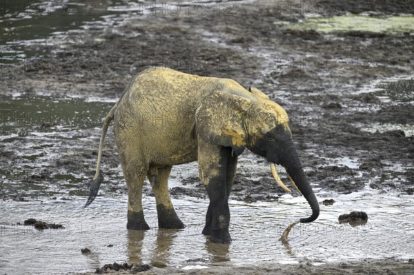 African forest elephant (Loxodonta cyclotis) in the Dzanga Bai forest clearing, Dzanga-Ndoki
