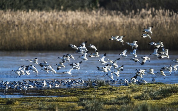 Pied Avocet, Recurvirostra avosetta, birds in flight over marshes at sunrise