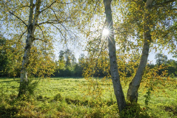 Birch trees (Betula) in autumn with yellow leaves in backlight with sun star, Lower Saxony,