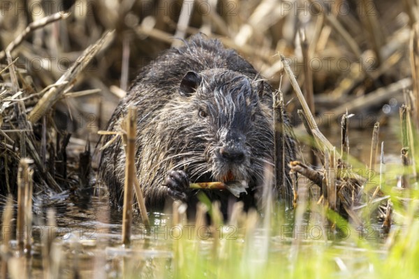 Nutria (Myocastor coypus), beaver rat, foraging in reeds, wildlife, Germany, Europe