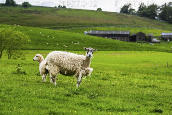 Sheeps and Farms in Yorkshire Dales National Park, North Yorkshire, England, United Kingdom, Europe