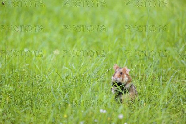 A European hamster (Cricetus cricetus), Eurasian hamster, black-bellied hamster or common hamster,