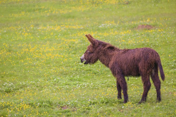 A mixed breed donkey foal runs across a green meadow