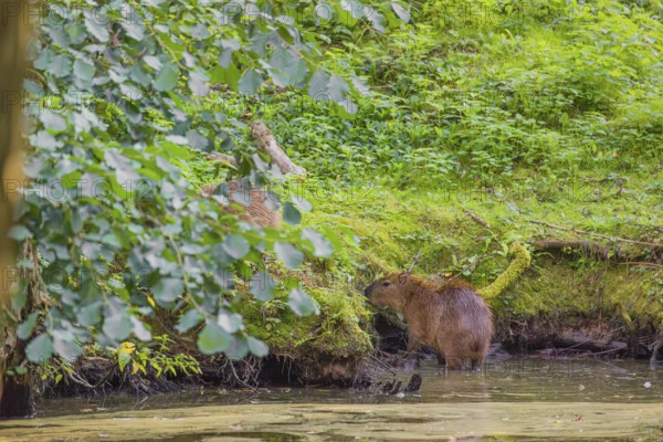 A (greater) capybara (Hydrochoerus hydrochaeris) searches for food in the dense riparian vegetation