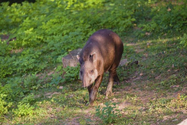 A female South American tapir (Tapirus terrestris) runs through the undergrowth at the edge of the