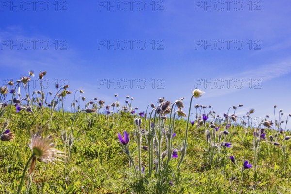 Blooming Pasqueflower (Pulsatilla vulgaris) in a meadow a sunny spring day with a clear blue sky