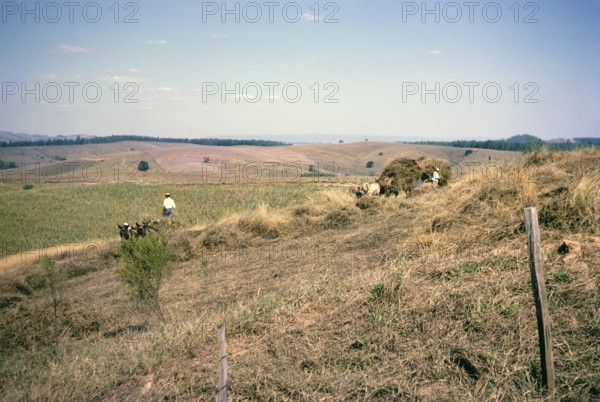 Cattle feed is collected by horse and cart, Fazenda Sant' Anna, Campinas, Brazil, South America