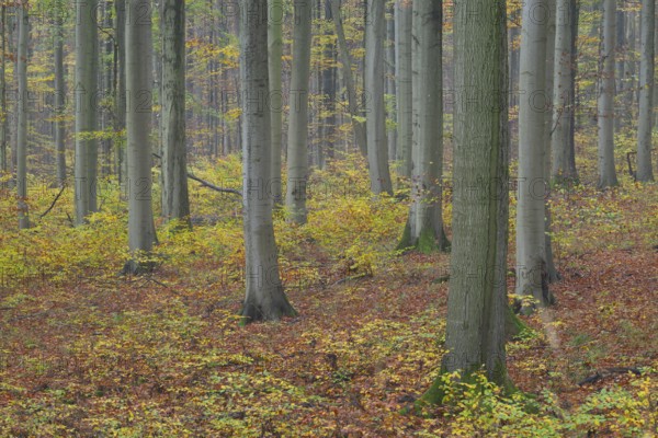 Near-natural deciduous forest in autumn with colourful leaves, copper beech (Fagus sylvatica),