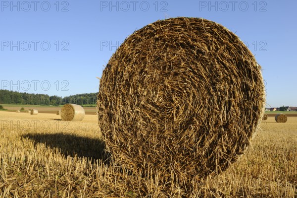 Large bale of straw on a field ready for harvest under a clear sky, Upper Palatinate