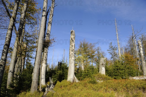 Forest with dead trees and blue sky, Lusen, Bavarian Forest National Park