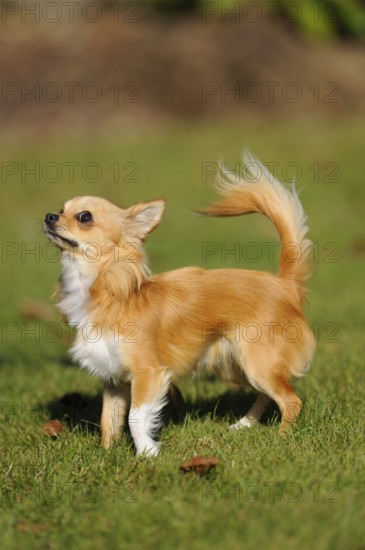 A standing Chihuahua on a green meadow, alert and watchful, Chihuahua, longhair