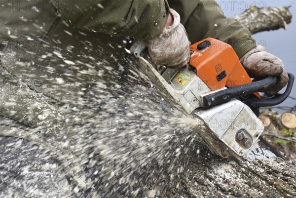 Worker cutting trees with a chainsaw, Germany, Europe