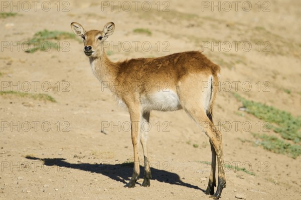 Southern lechwe (Kobus leche) standing in the dessert, captive, distribution Africa