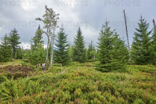 Vegetation with Norway spruce (Picea abies) and colored European blueberry (Vaccinium myrtillus) on