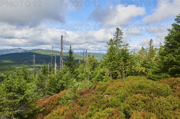 Vegetation with Norway spruce (Picea abies) and colored European blueberry (Vaccinium myrtillus) on