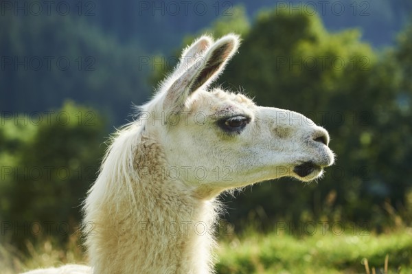 Llama (Lama glama), portrait, Tirol, Kitzbühel, Wildpark Aurach, Austria, Europe