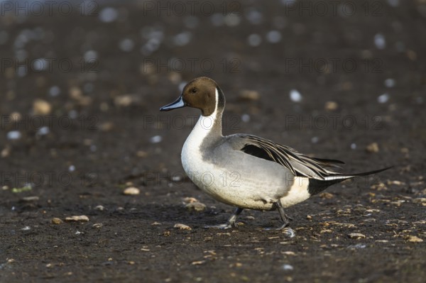 Northern Pintail, Anas acuta, male on winter marshes