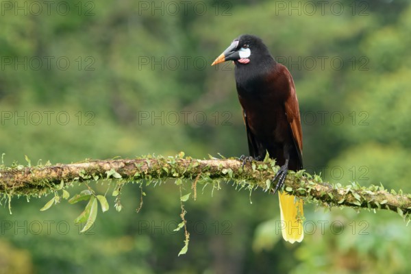 Montezuma Oropendola (Psarocolius Montezuma) perched on a branch, Costa Rica, Central America