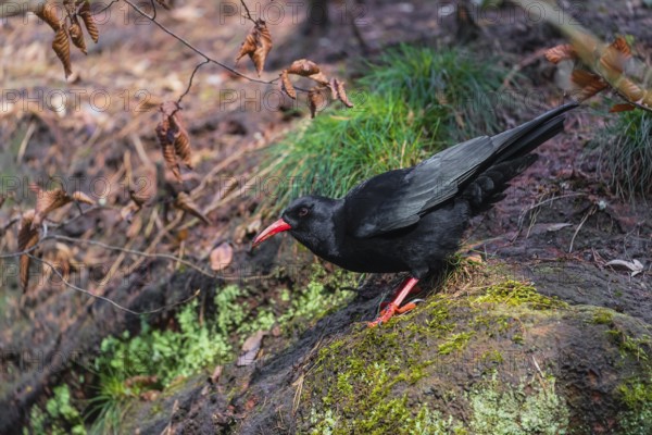 A Red-billed chough, Pyrrhocorax pyrrhocorax stands on a rock looking for food