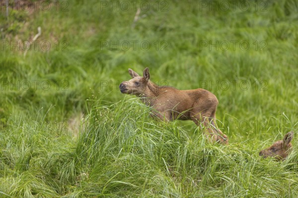 Two baby moose or elk, Alces alces, (19 days old, born May 8, 2020 on a meadow with tall fresh