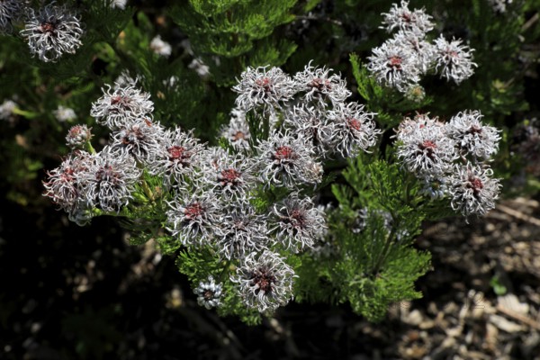 Serruria fucifolia (Serruria fucifolia), flowers, flowering, bush, fynbos, Kirstenbosch Botanical