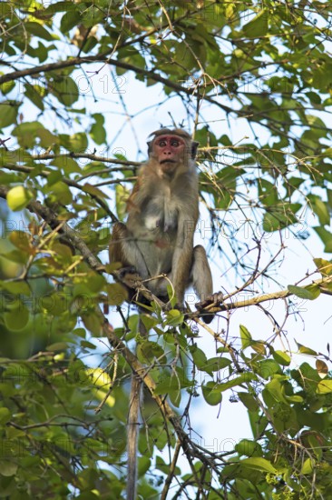 Ceylon hat monkey (Macaca sinica) on a tree, Habarana, Anuradhapura, North Central Province, Sri