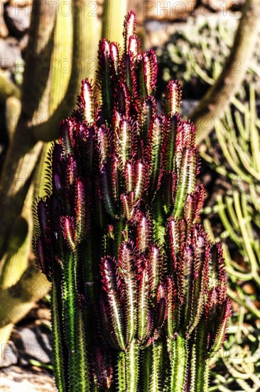 2016, Guatiza, Lanzarote, Jardin de Cactus by Cesar Manrique, ESP, Spain, Canary Islands, Canary