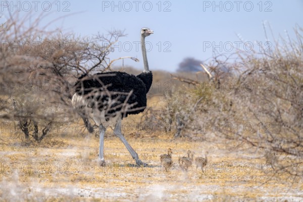 Common ostrich (Struthio camelus), adult male with young, chicks, animal family, African savannah,