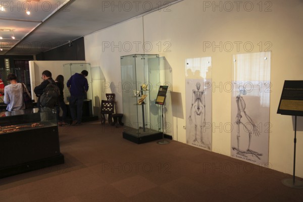 Addis Ababa, in the Ethnological Museum, illustration of Luci, Lucy refers to the partial skeleton