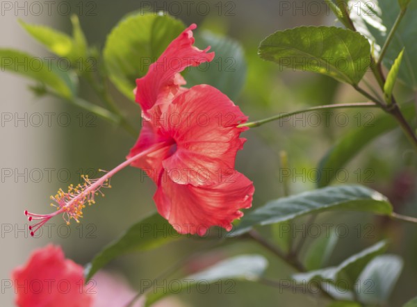 Red hibiscus flower on a gleam in Vietnam. with a blurred background